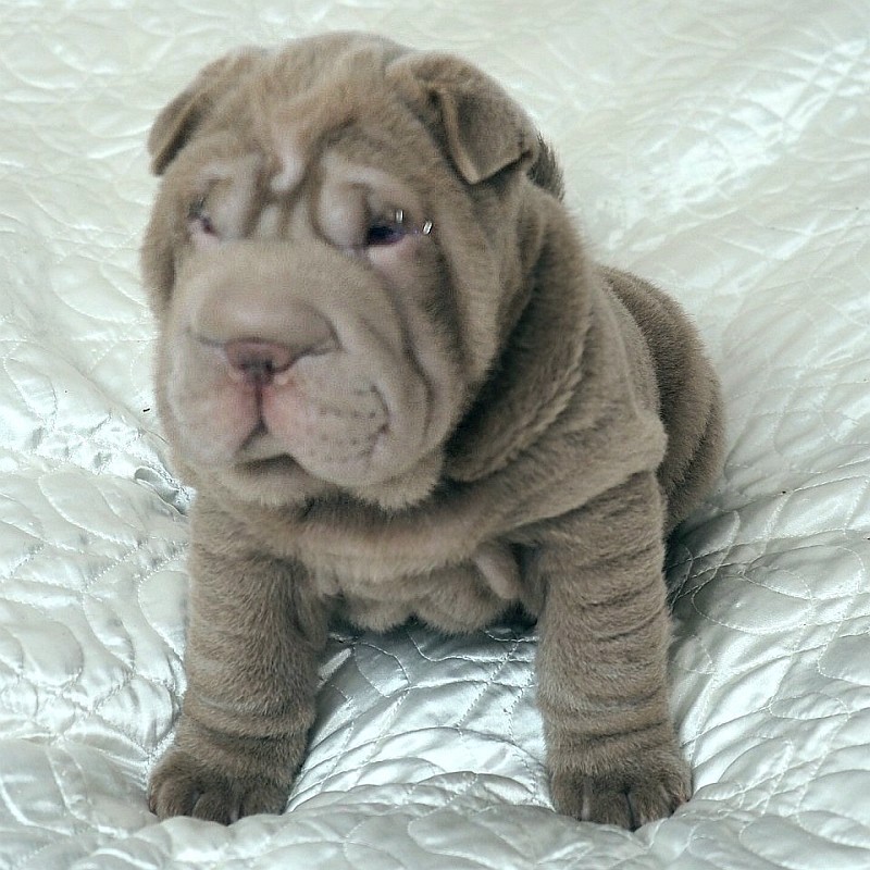teddy bear shar pei puppies for sale