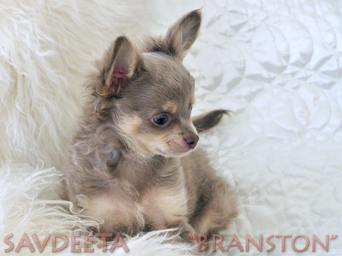 Lilac tri best sale chihuahua