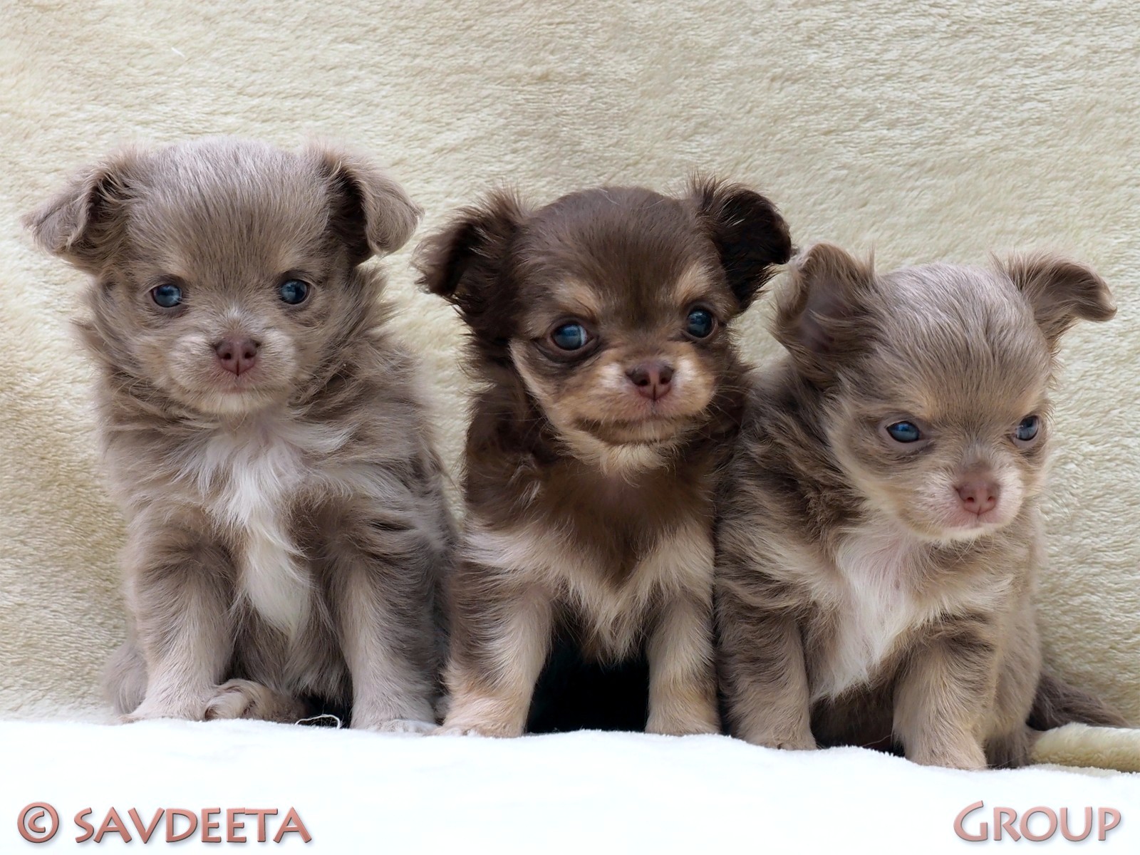 Chihuahua puppies