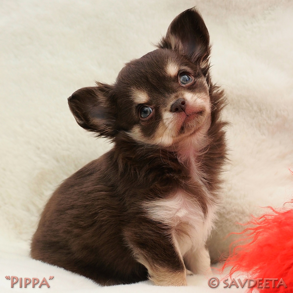 Chihuahua puppies