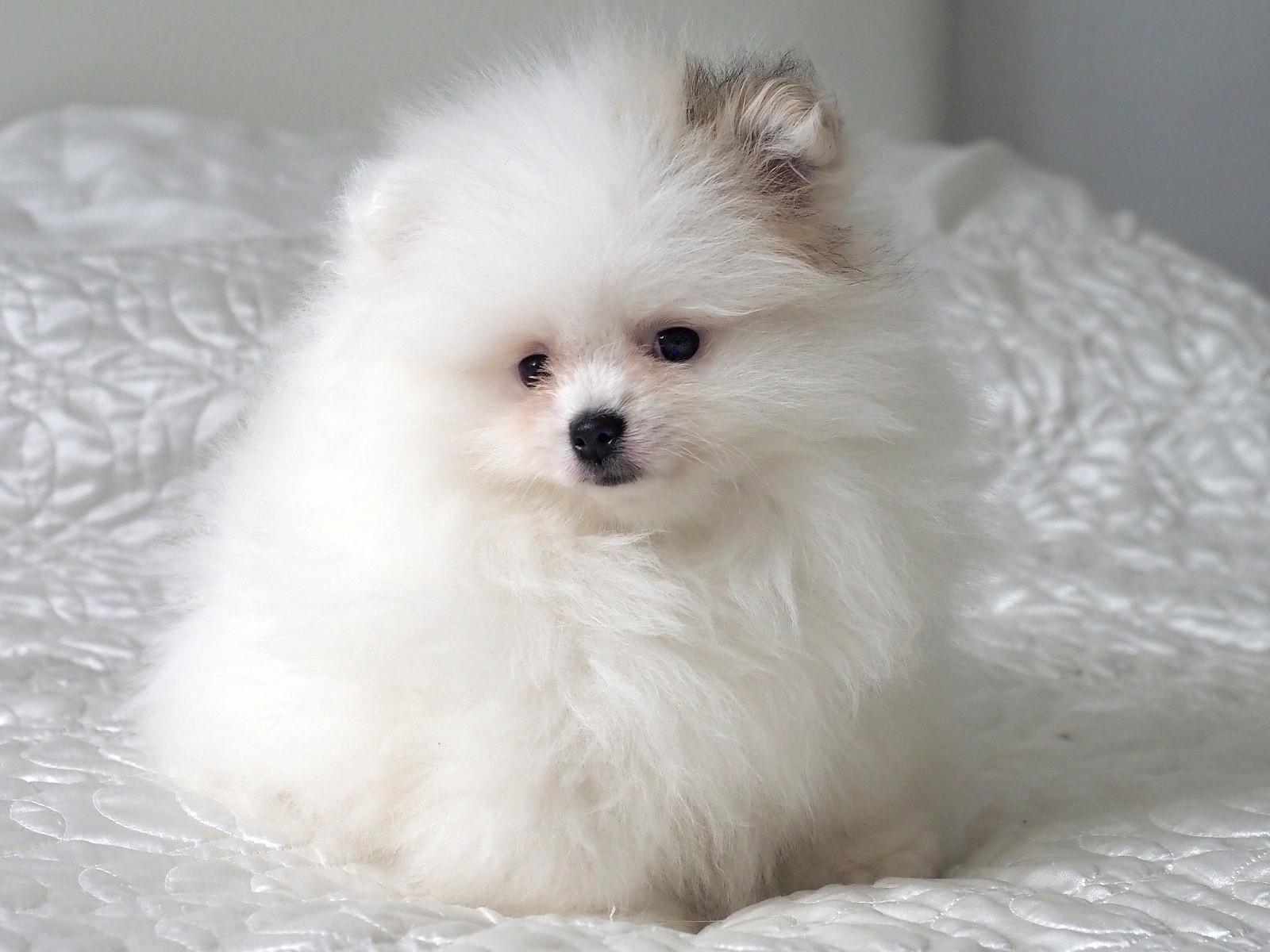 Pomeranian puppy