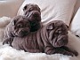 Lilac Puppies