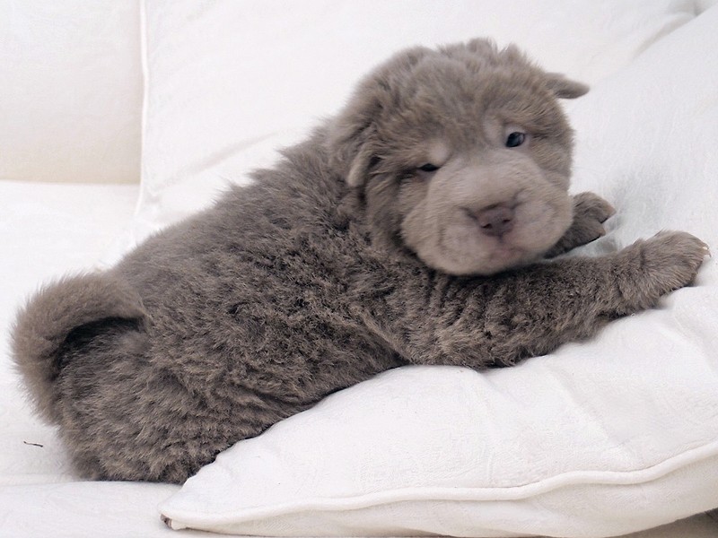 bear fur shar pei