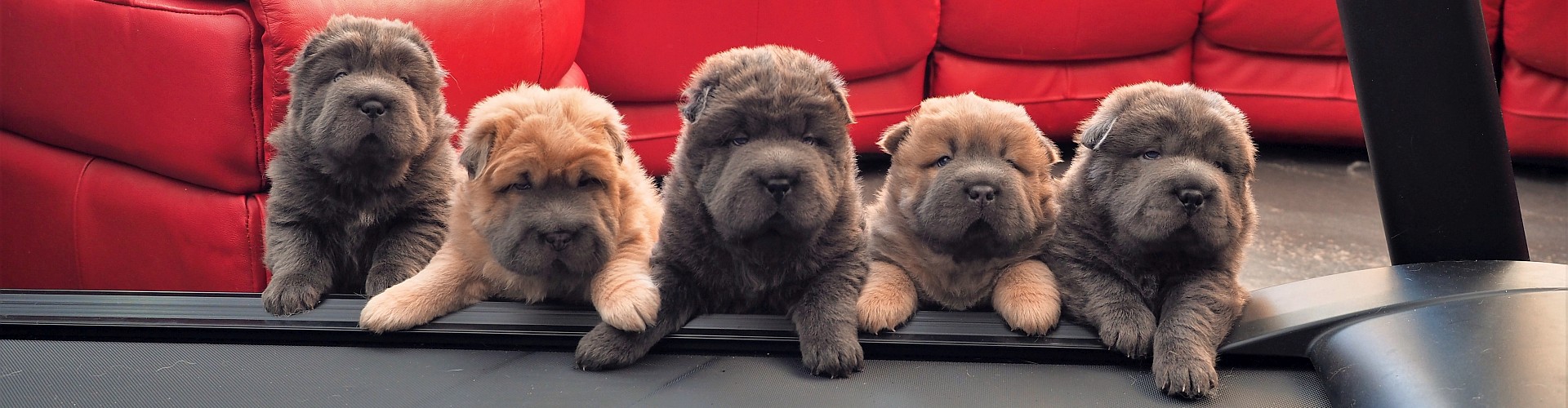 Bear Coat Shar-Pei puppy