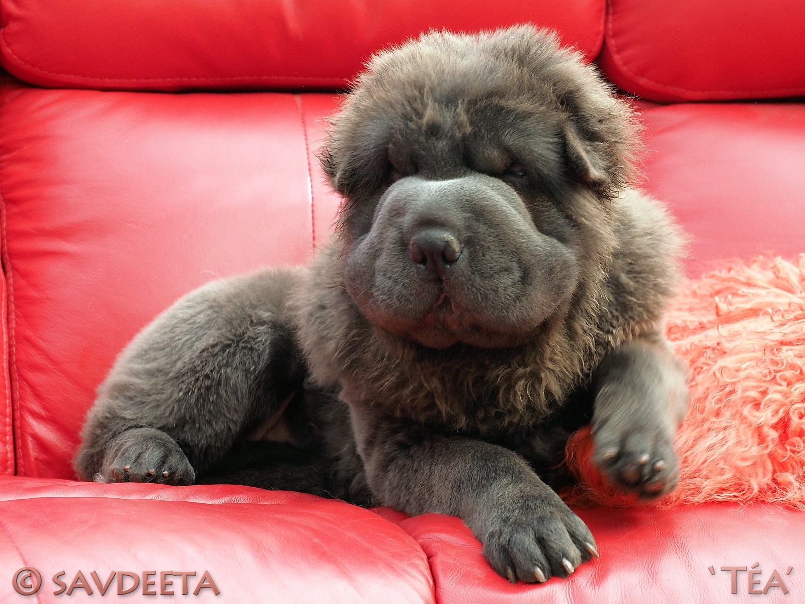 blue bear coat shar pei for sale