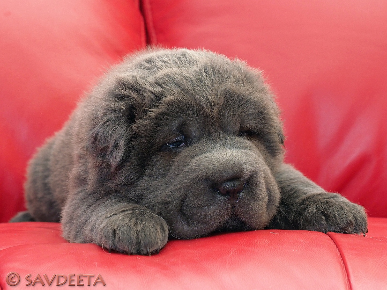 blue bear coat shar pei for sale