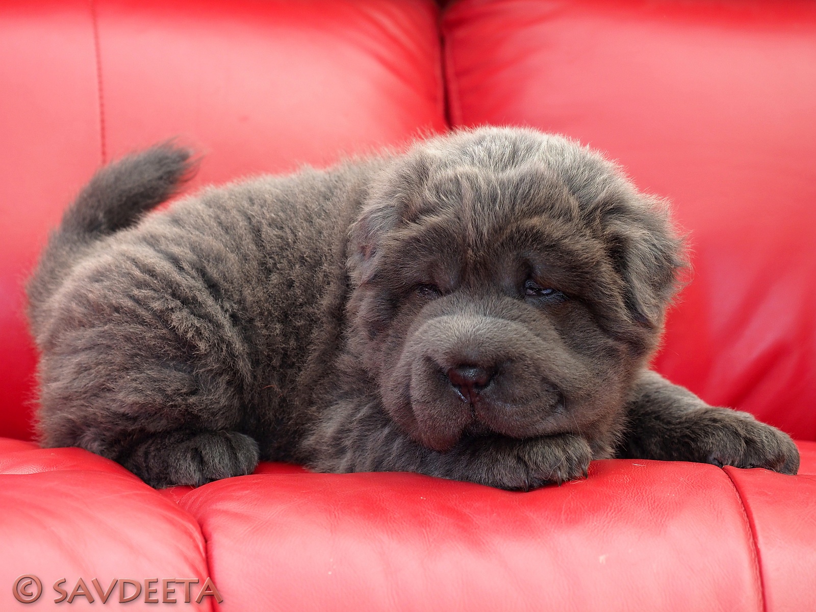blue bear coat shar pei for sale
