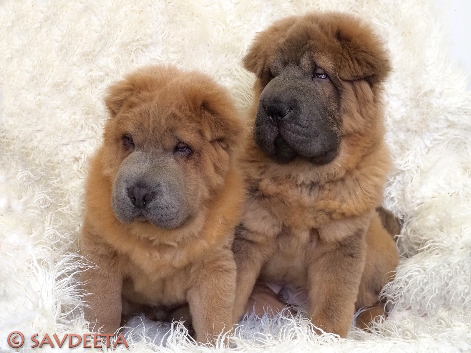 Bear coat Shar-Pei puppies