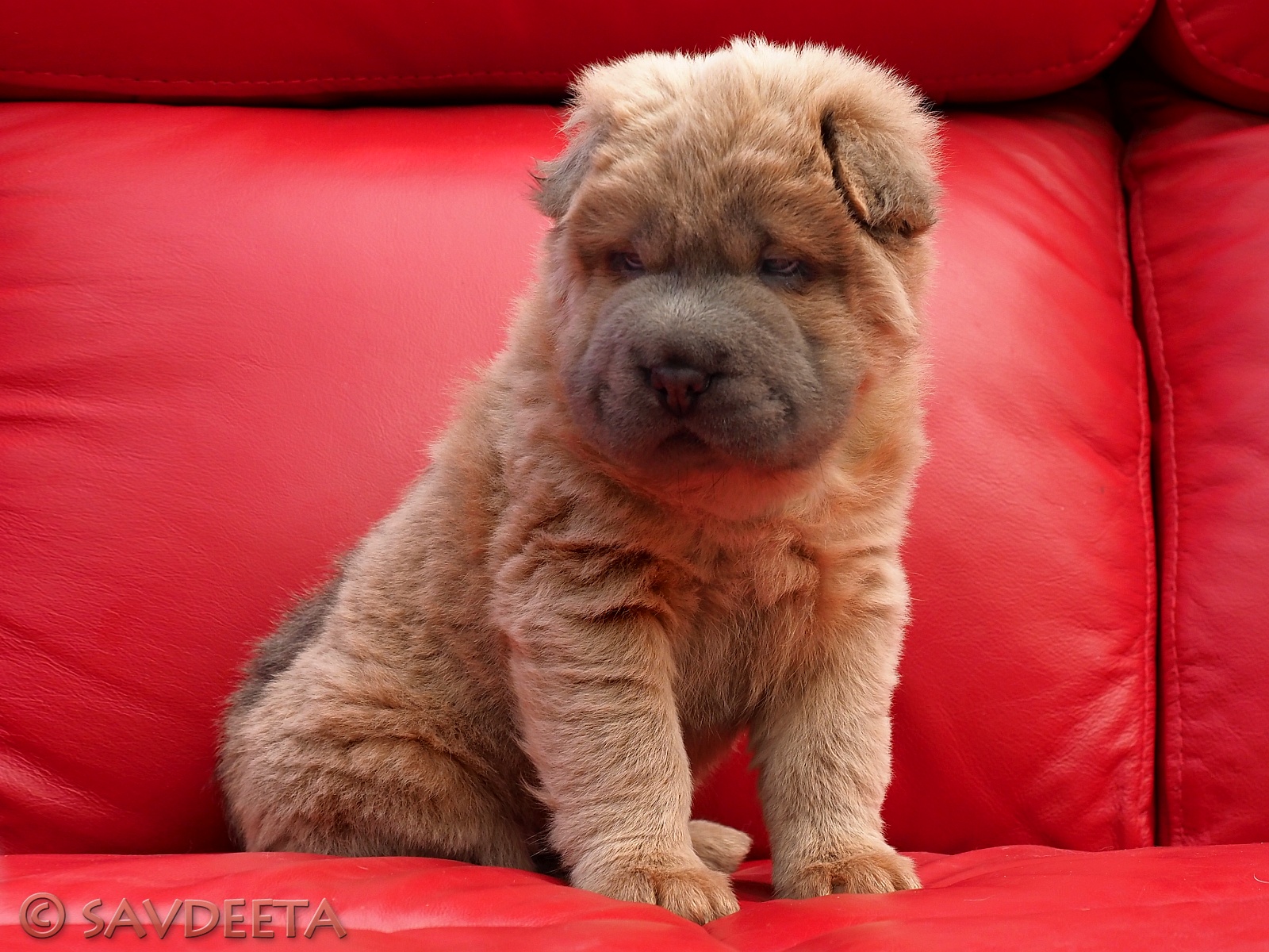 blue bear coat shar pei for sale
