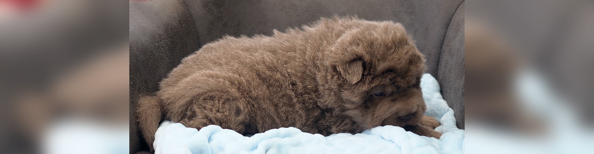 Bear Coat Shar-Pei puppies