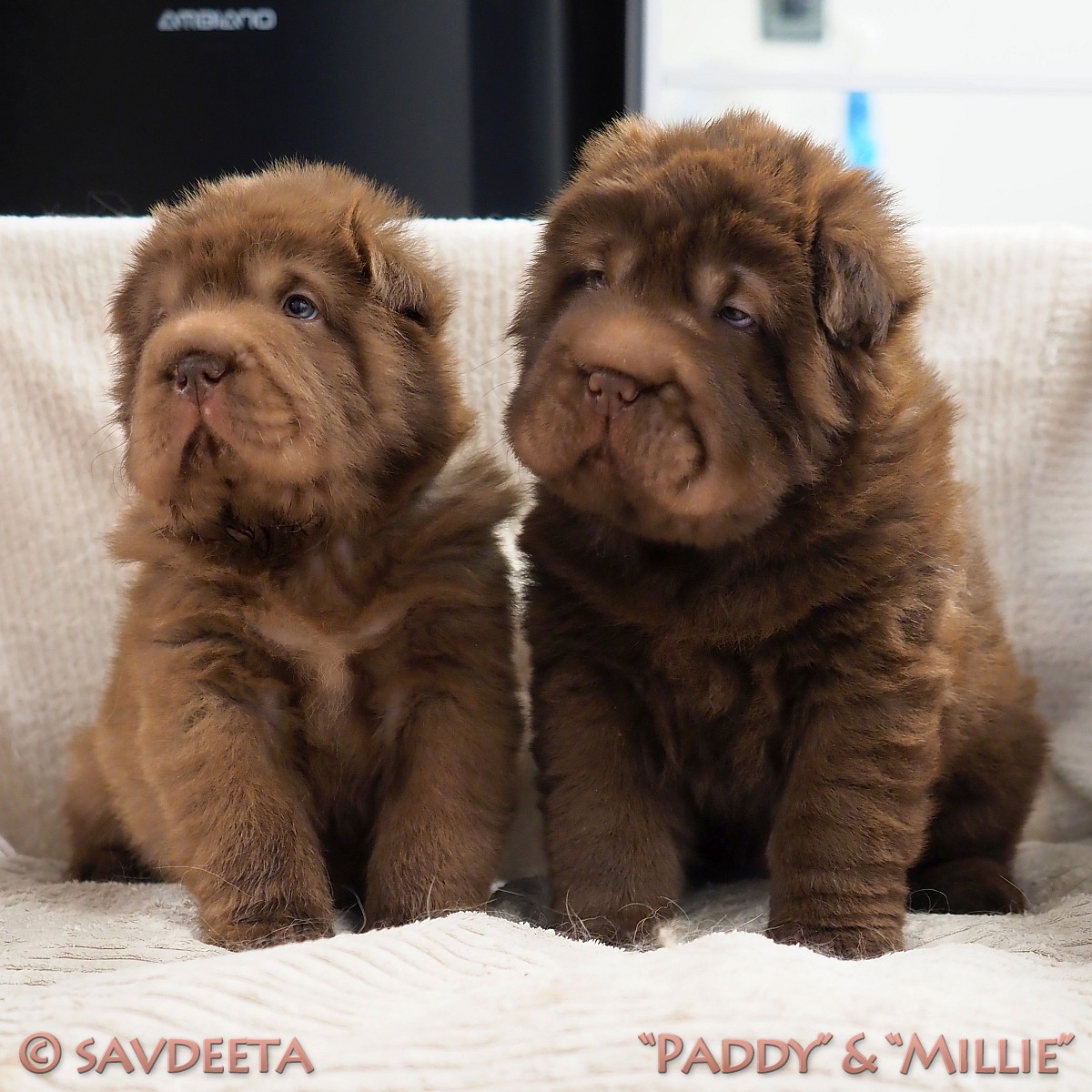 Bear coat Shar-Pei puppies
