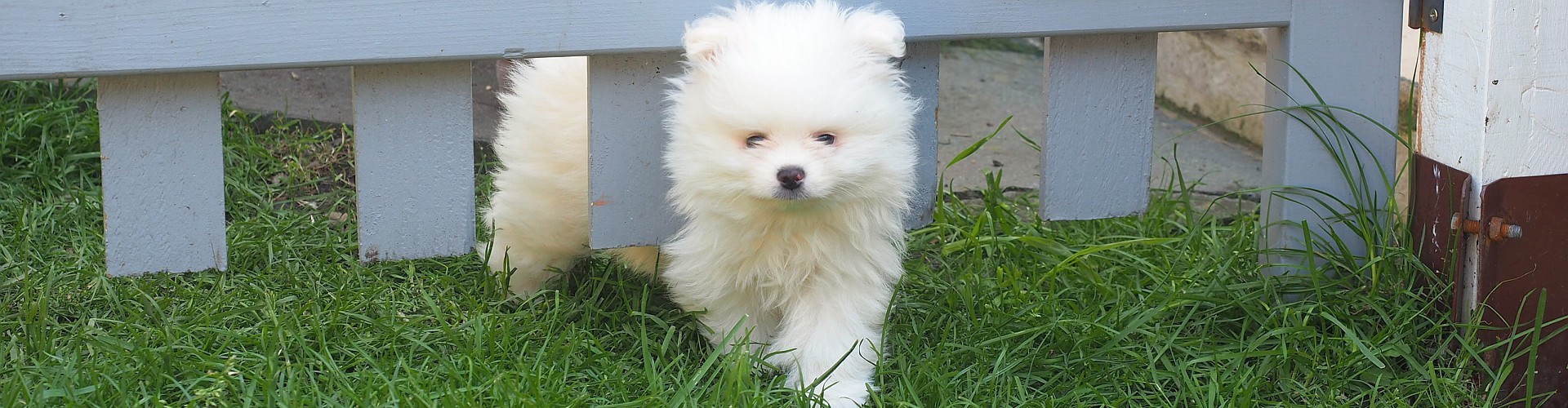 Pomeranian puppy